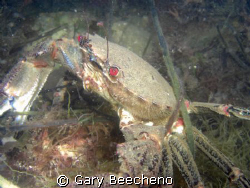 Crab on gthe prowl by Gary Beecheno 
